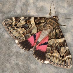 Catocala coniuncta Catocala coniuncta